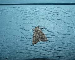 Anaplectoides pressus