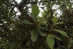 Varronia cylindrostachya