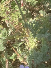 Erodium cicutarium dunense
