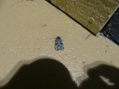 Anaplectoides pressus