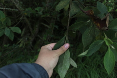 Varronia cylindrostachya