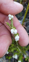 Erica formosa