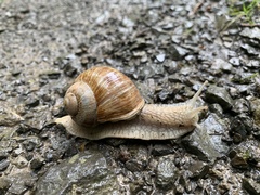 Helix pomatia