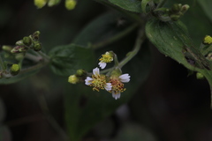 Alloispermum