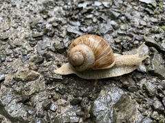 Helix pomatia