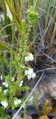 Erica formosa