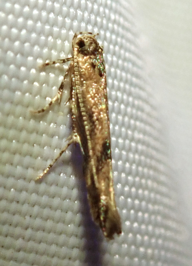 Coccidiphila gerasimovi
