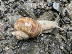 Helix pomatia