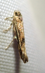 Coccidiphila gerasimovi