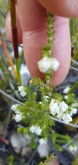 Erica formosa