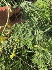 Brassica rapa