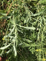 Brassica rapa