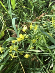 Brassica rapa
