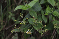 Alloispermum