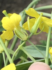 Brassica rapa