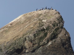 Leucocarbo chalconotus