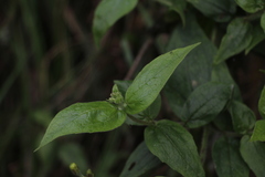 Alloispermum