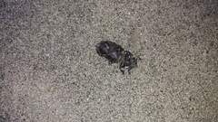 Lucanidae