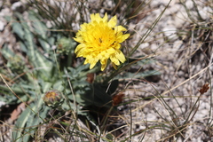 Agoseris monticola