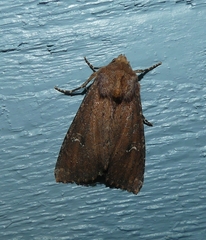 Apamea scoparia