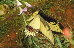 Heraclides astyalus