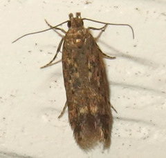 Monochroa quinquepunctella
