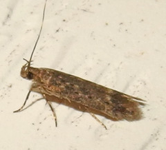 Monochroa quinquepunctella