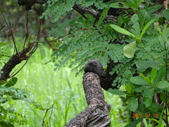 Caprimulgus tristigma