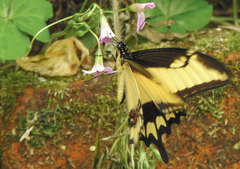 Heraclides astyalus