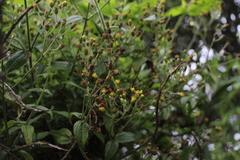 Alloispermum
