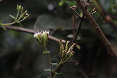 Chromolaena bullata