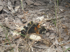 Bombus lapidarius decipiens