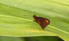 Miltomiges cinnamomea