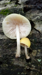Pluteus chrysophaeus