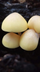 Pluteus chrysophaeus