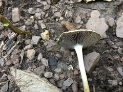 Leratiomyces riparius