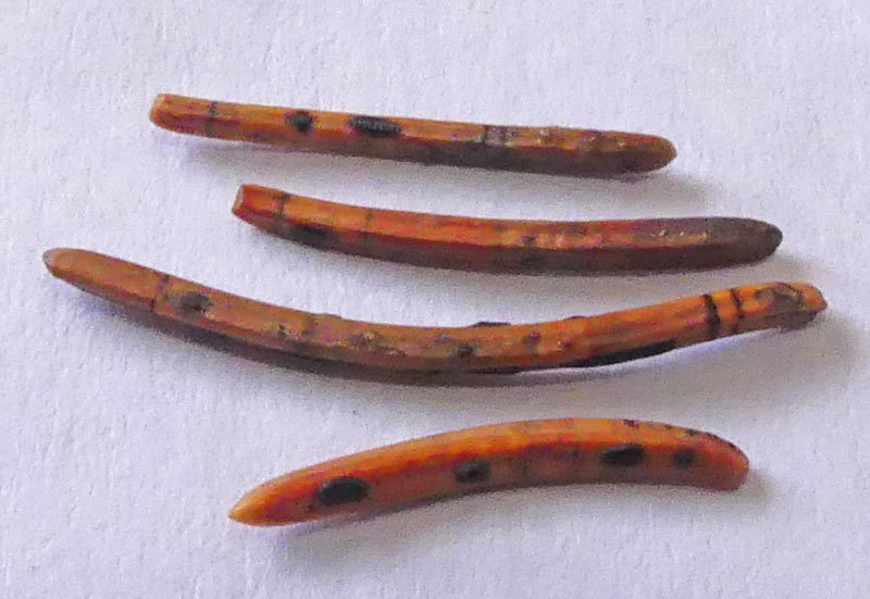 Cytospora pinastri