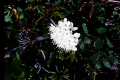Rhododendron tomentosum