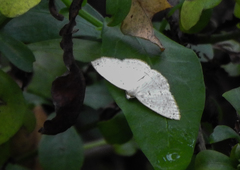 Geometridae