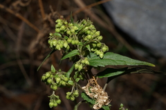 Ageratina paupercula