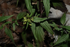 Ageratina paupercula