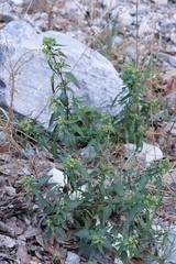 Ageratina paupercula