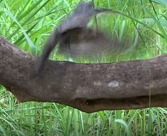 Caprimulgus tristigma