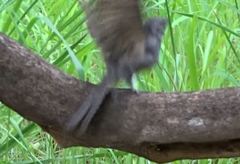 Caprimulgus tristigma