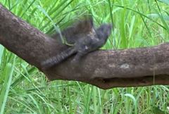 Caprimulgus tristigma