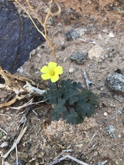 Oxalis copiosa