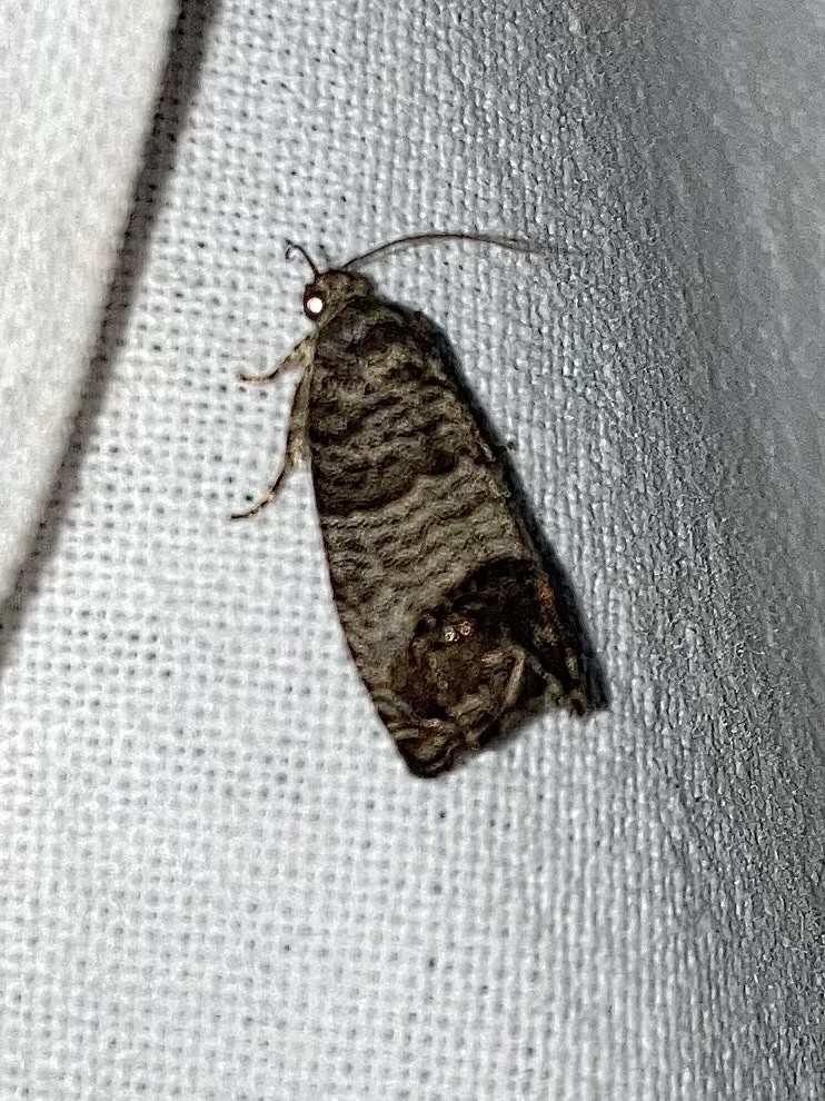 Codling moth (Cydia pomonella)