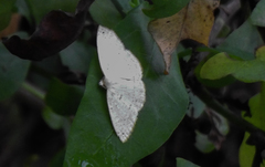 Geometridae