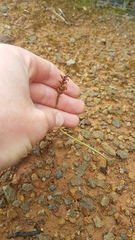 Genoplesium pumilum