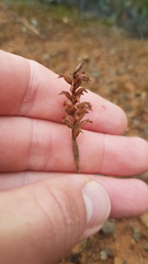 Genoplesium pumilum